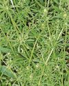 WEED WOES WEED WOES