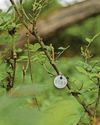 Woods fighting back against devastating tree disease4