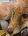 Fox cub released after being trapped in well1