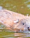 Rewilding scheme could see beavers in Croydon Rewilding scheme could see beavers in Croydon2