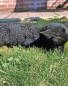 Little lambs spring into action for kids Little lambs spring into action for kids