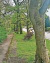 Campaigners fight latest plans to clear woodland Campaigners fight latest plans to clear woodland