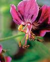 GERANIUM MANIA17