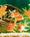 Boffins make a fin-tastic find for stressed-out fish2