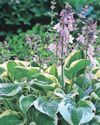 Why hostas receive a royal seal of approval Why hostas receive a royal seal of approval12