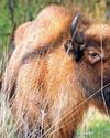 Bison settle into new home in habitat-enrichment scheme Bison settle into new home in habitat-enrichment scheme15