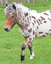 Rare horses are stolen in raid on farm Rare horses are stolen in raid on farm2