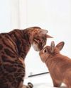 Getting jumpy over cat's fleas Getting jumpy over cat's fleas10