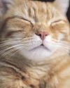 When to call over cat’s toilet habits When to call over cat’s toilet habits10
