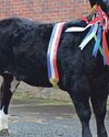 Dumfries and Galloway Standard