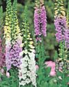 Dumfries and Galloway Standard