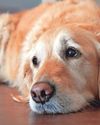 Elbow worries for slowing Labrador19