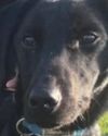 Jacko on mend thanks to kind animal lovers7