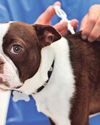 Keep your dog's jab up to fight off illness15