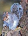 Dumfries and Galloway Standard