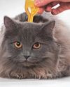 Keeping your Cats flea free22