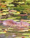 'Extinct' species make a return to county waterways1