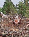 New osprey couple are ruling the roost at nature reserve3