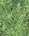 WEED WOES WEED WOES18