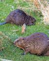 Biodiversity first for estate in Perthshire12