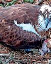 Welcome to the world little chick as new baby hatches in osprey nest1