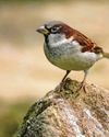 Bird survey 80 different species recorded as sparrows top the list Bird survey 80 different species recorded as sparrows top the list12