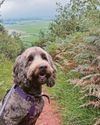 Walkies Our picks for bounds with your hound5