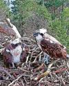 Ospreys lay first egg of the year Ospreys lay first egg of the year14