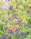 Spring into summer Spring into summer49