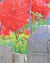 Expert advice How to make your allotment look pretty Expert advice How to make your allotment look pretty50
