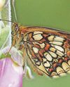 Resurgence of rare butterfly that was close to extinction19