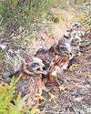 Record number of hen harriers killed or missing, RSPB warns22