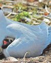 Arctic tern numbers down nearly a third at key site19