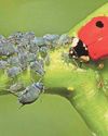 The year of the aphid54