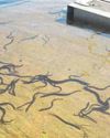 European eels – the marine-to-mainland metamorphosising magician20