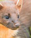 Reintroduced pine martens produce young on Dartmoor27