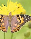 Expert advice Rare butterflies to spot this year53
