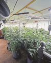 Police find 500 cannabis plants in former pub6