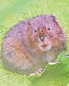£13m scheme boosts rare wildlife but ‘time running out’ for nature21