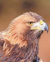 Plans revealed to reintroduce golden eagles to England19