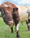 Marathon moo-ved Herd of bulls force course to be cut to 25 miles3