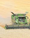 British wheat production hit by extreme weather since 2020 British wheat production hit by extreme weather since 202025