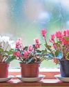 Expert advice Houseplant trends for autumn Expert advice Houseplant trends for autumn63