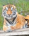 Stripe it lucky Rescued tiger Aqua settling into his new Bristol home Stripe it lucky Rescued tiger Aqua settling into his new Bristol home11
