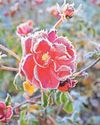 Expert advice Protecting plants from frost49