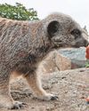 Morph meets meerkats ahead of light spectacular10