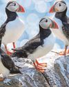 Farne Islands puffin numbers show drop of nearly a quarter Farne Islands puffin numbers show drop of nearly a quarter17