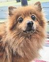 ‘Shocking’ Surge in animal neglect cases ‘Shocking’ Surge in animal neglect cases11