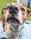 Soulmate search Four-legged friends needing a new home this Christmas9
