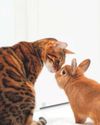 Getting jumpy over cat's fleas21